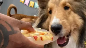 Férias de julho aquecem mercado pet para pequenos negócios